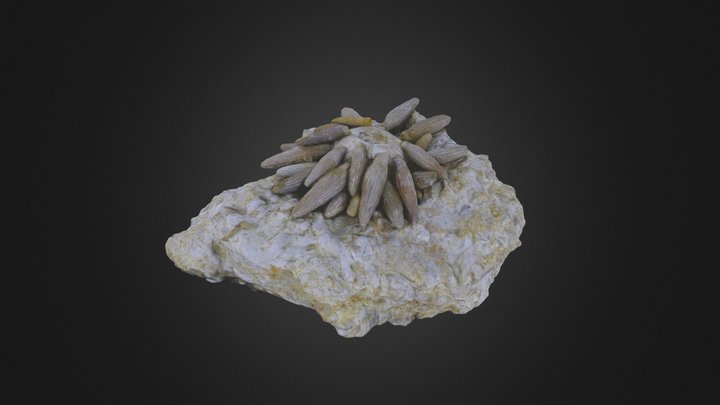 Echinoid: Balanocidaris marginata (PRI 78787)