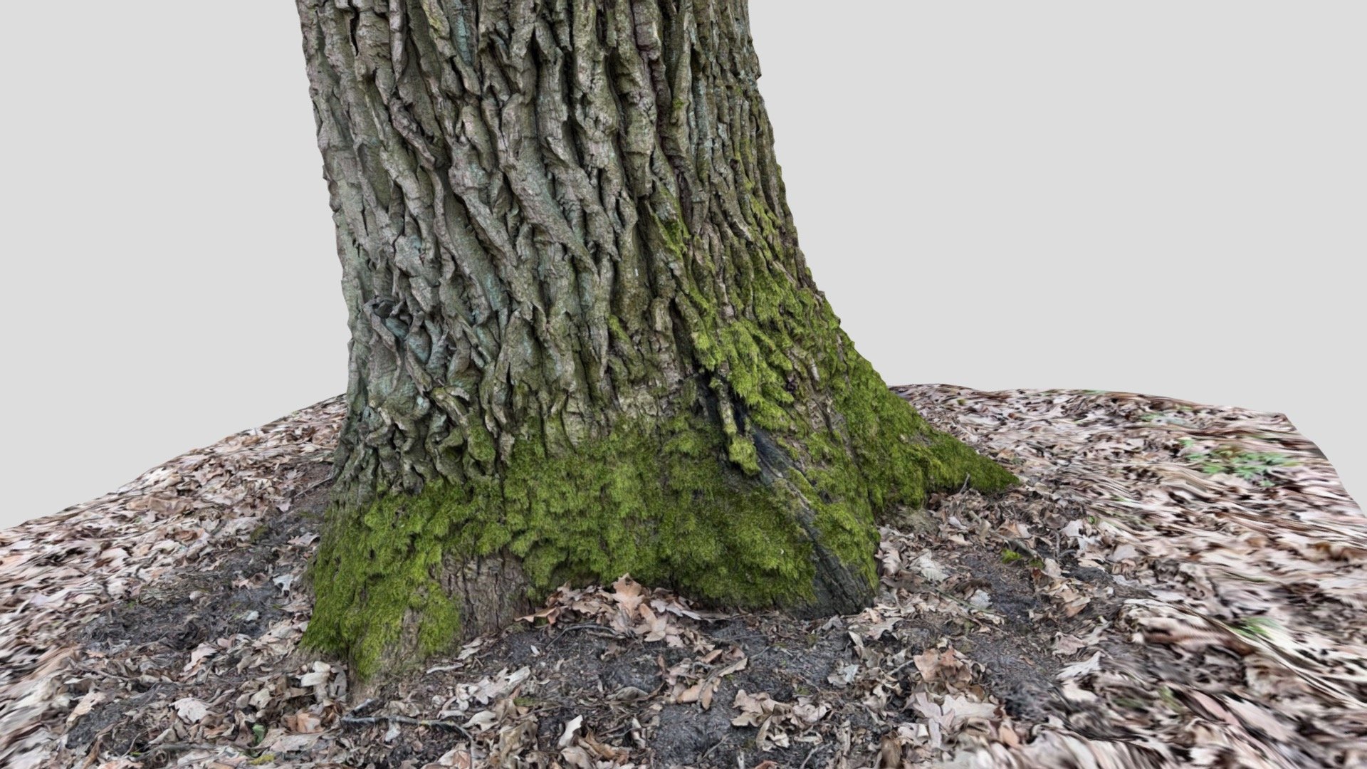 Oak tree trunk - Download Free 3D model by ScanMe [7fc179d] - Sketchfab