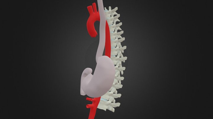 Vertebral Column with Stomach and Aorta 3D Model