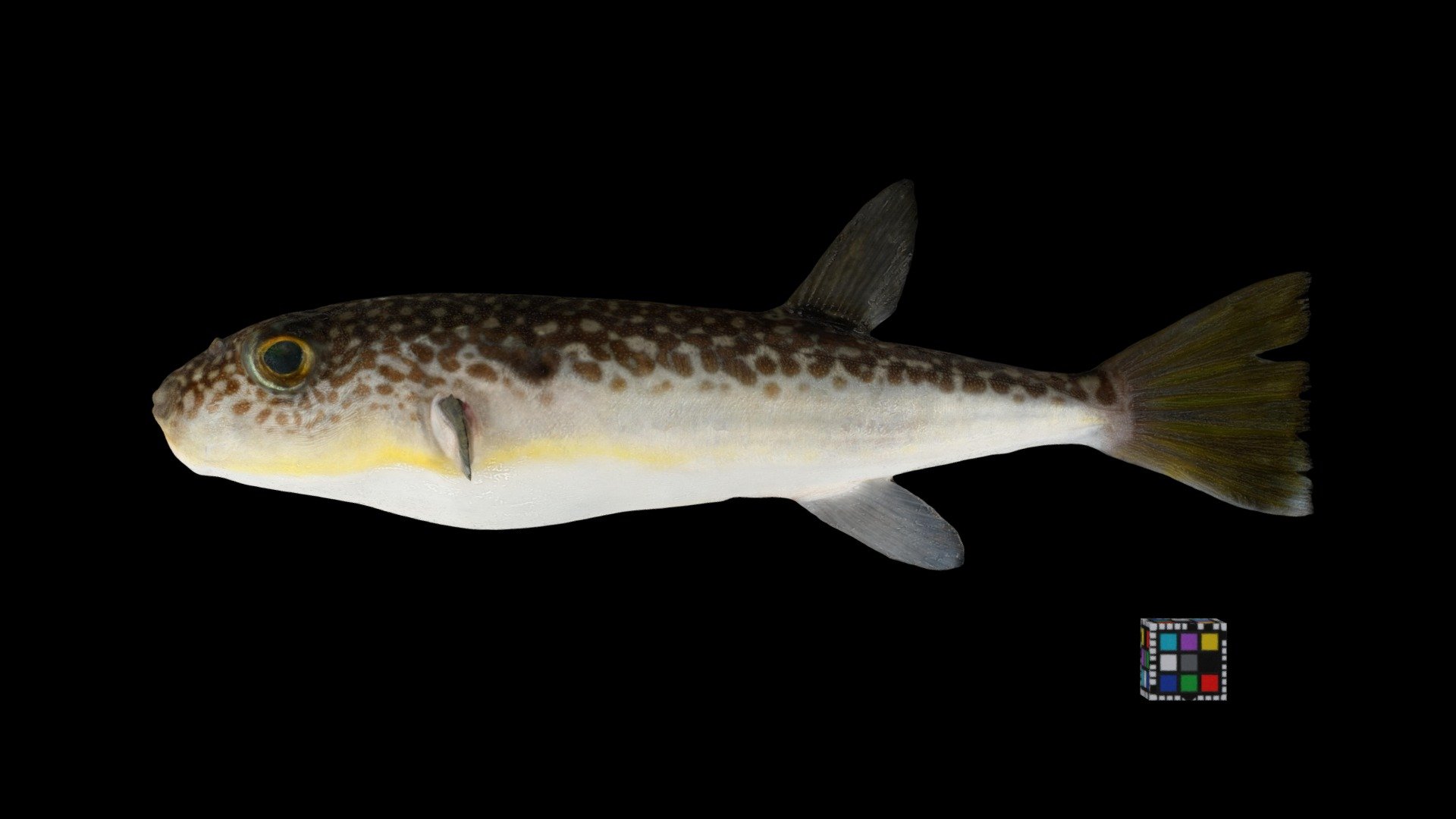 ショウサイフグ Yellow Fin Puffer, Takifugu snyderi