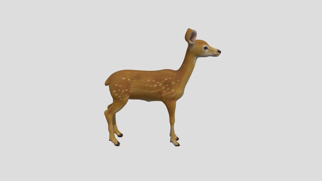 FREE High quality Red Deer 3D model (animals)