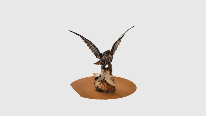 Gyrfalcon 3D Model