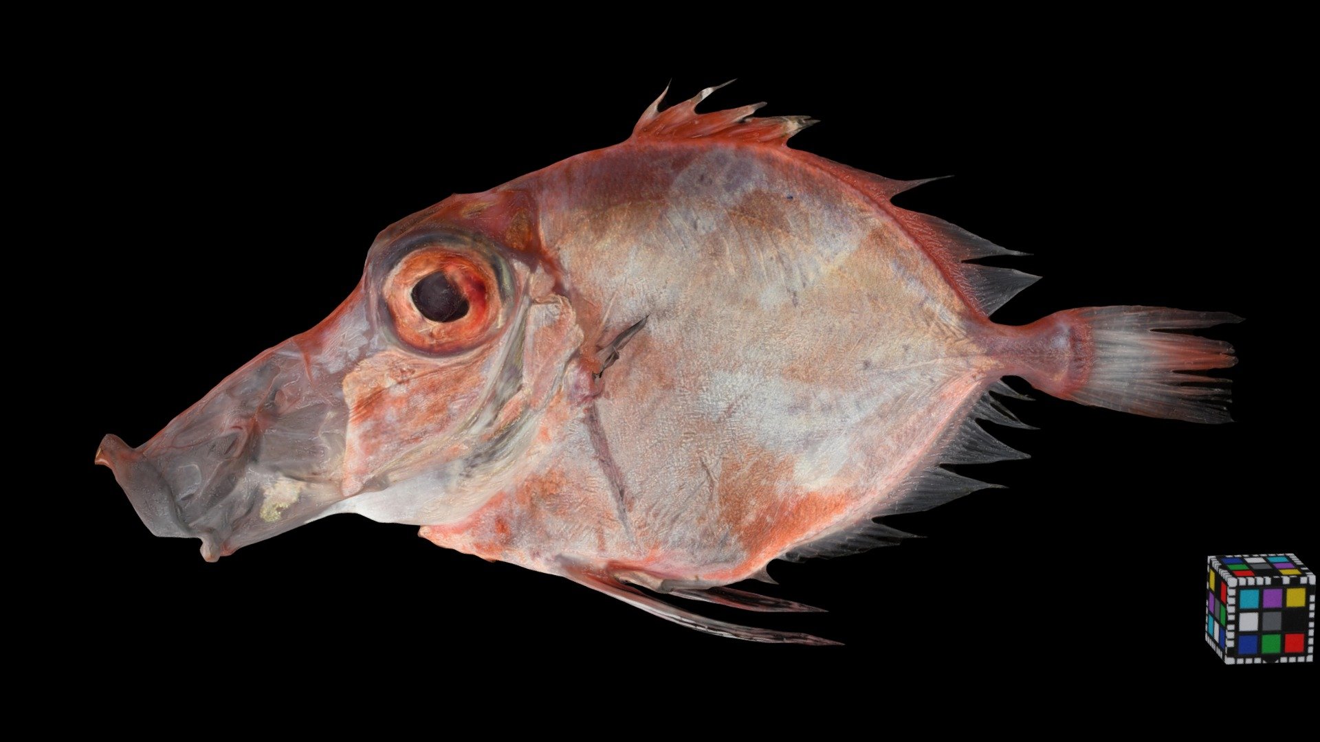 深海魚 未同定 Deep-sea fish, Unidentified yet