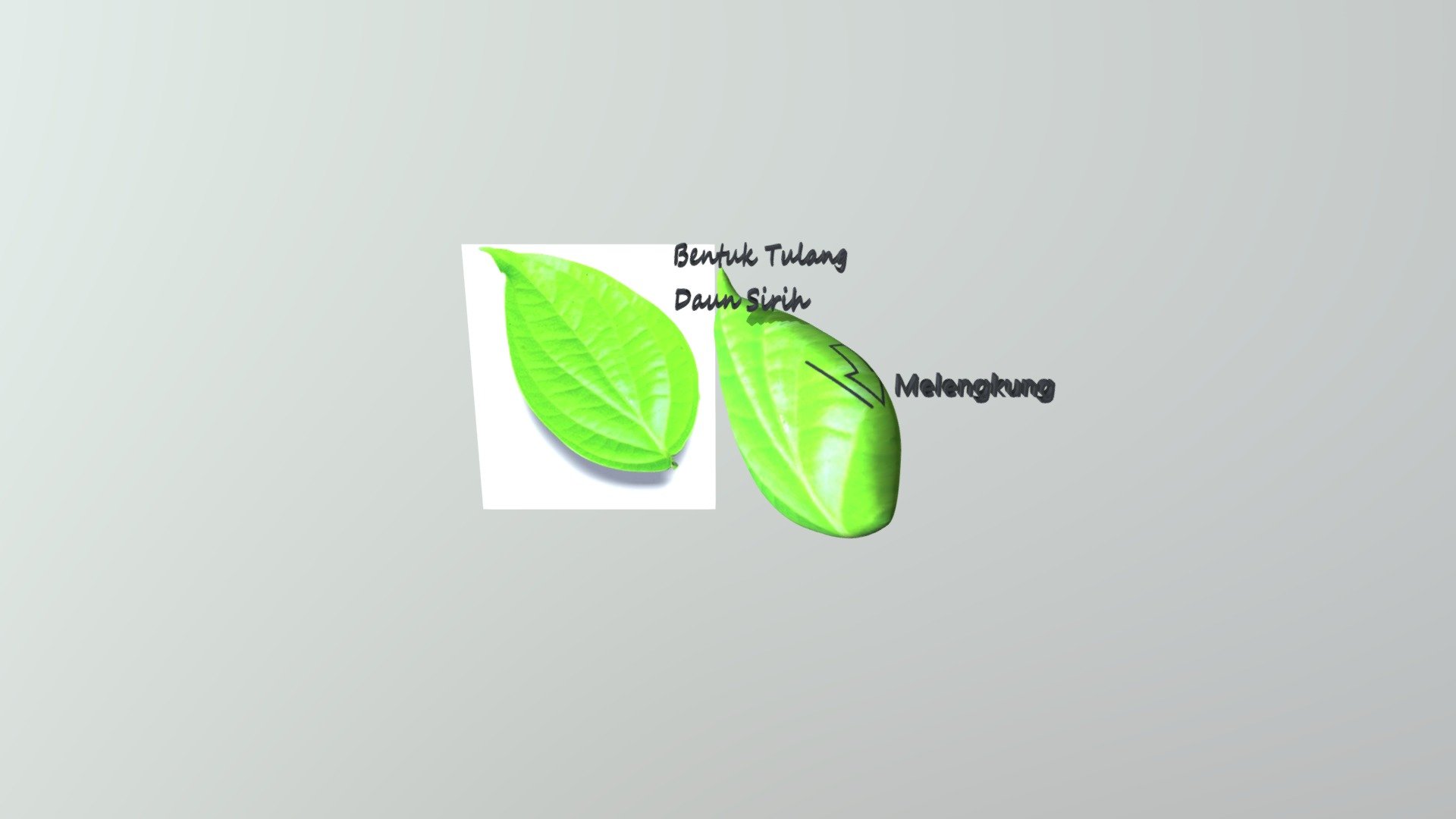 Tulang Daun Melengkung pada Daun Sirih - 3D model by metros [7fcf22f