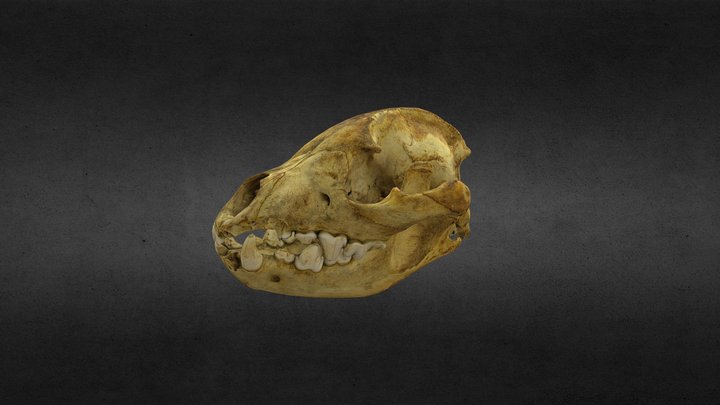 Hyena Skull 3D Model