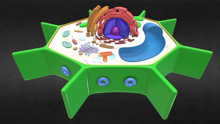 Plant CELL 3D Model