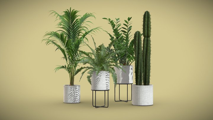 Indoor Plants Pack 56 3D Model