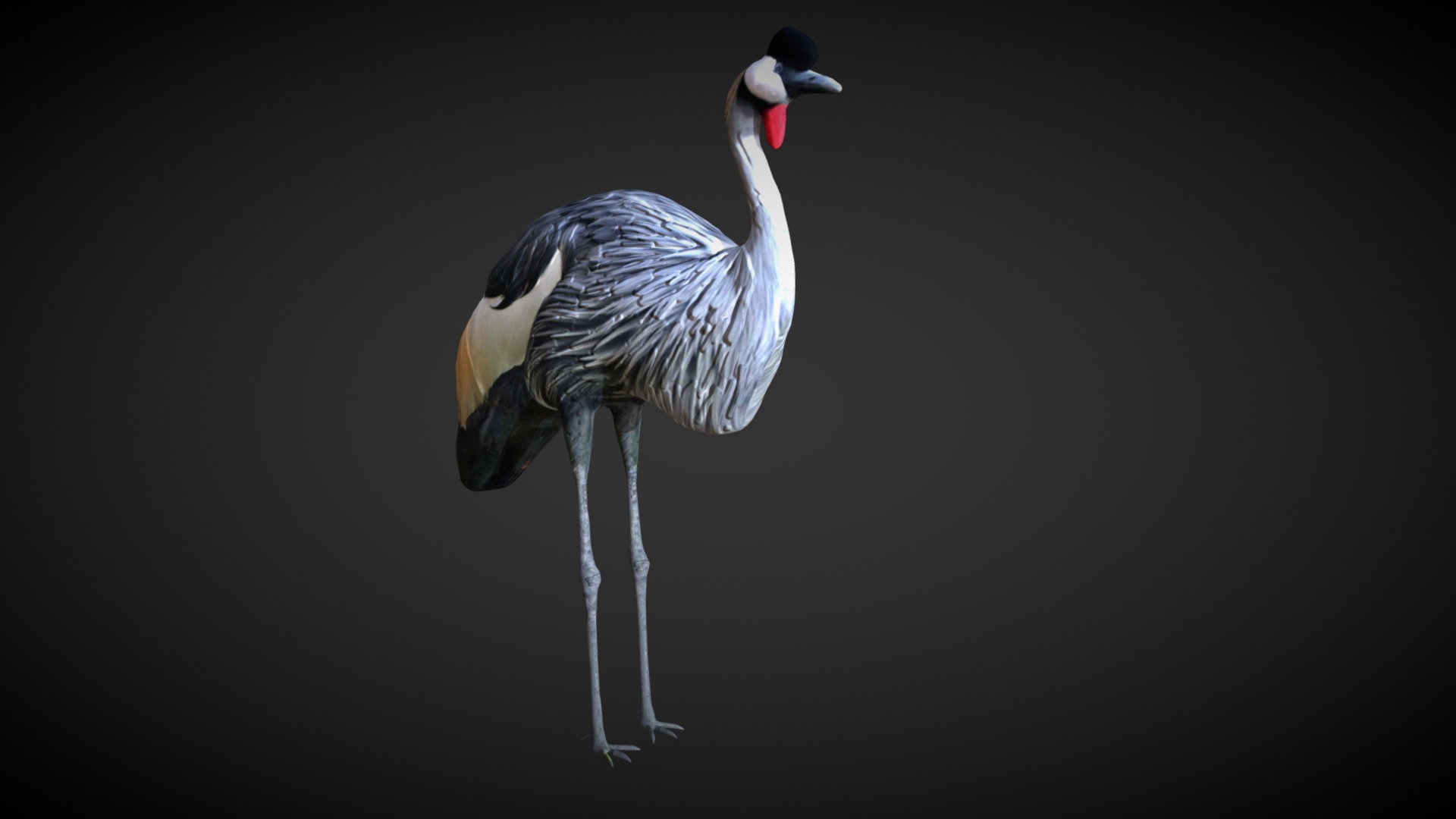 3D model Grey Crowned - This is a 3D model of the Grey Crowned. The 3D model is about a couple of birds.