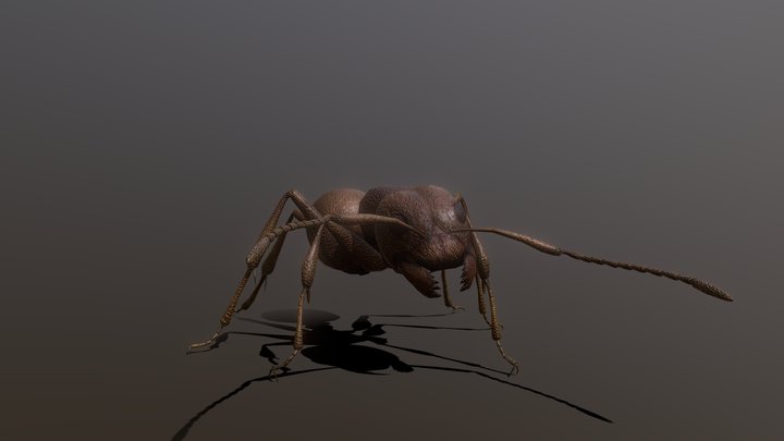Lasius Flavus