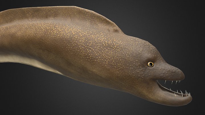 Moray 3D Model