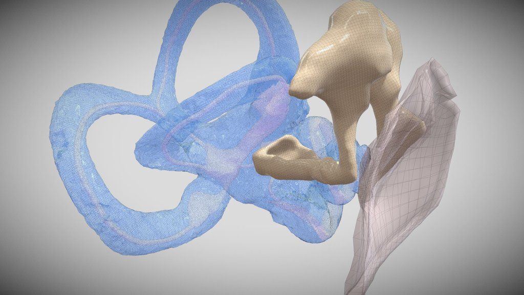 Ear - A 3D model collection by gs304 - Sketchfab
