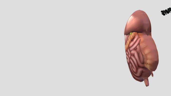 organ manusia 3D Model