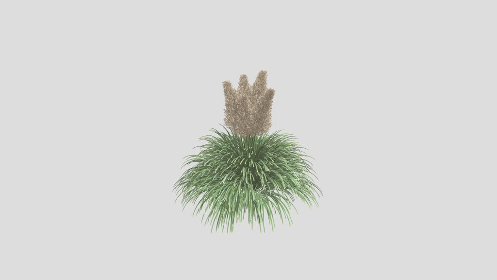 Pampas Grass