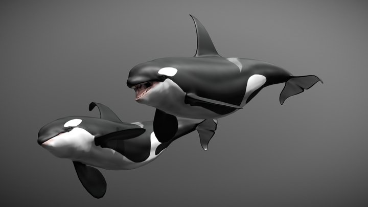 Killer whale 3D Model