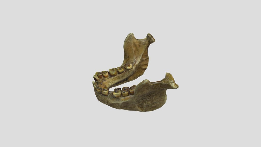 LB-1 (Flores) - Mandible
