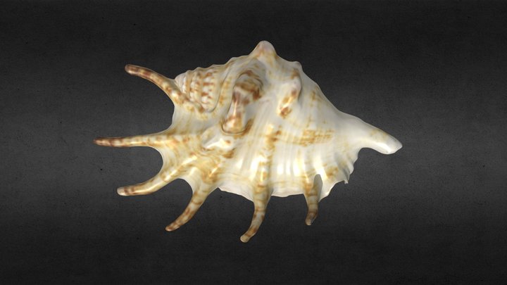 3D Scanned Spikey Seashell (3D Printable) 3D Model