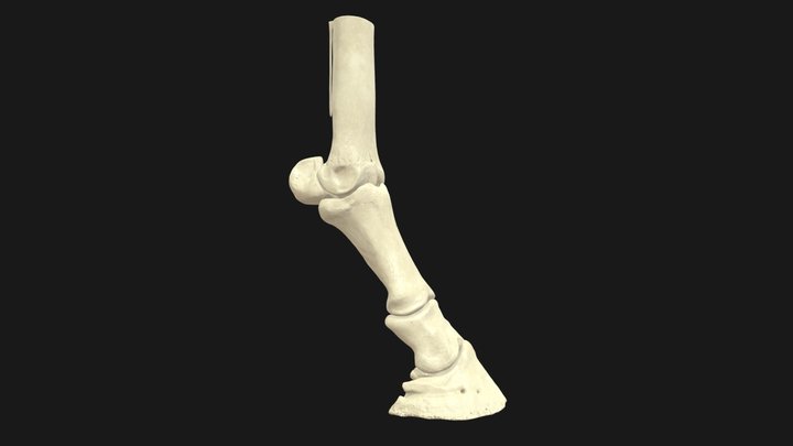 Equine Distal Forelimb Bones 3D Model