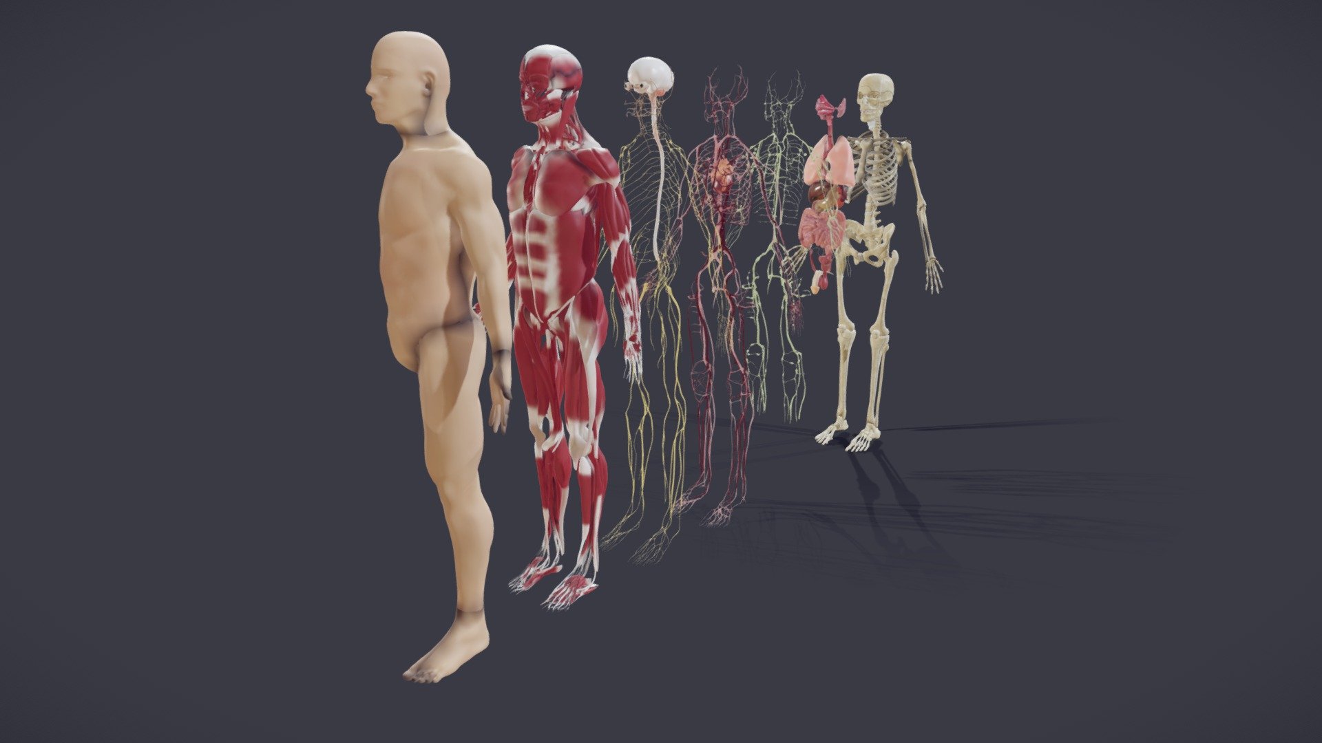 Human Anatomy (Male) - Explosive View - Buy Royalty Free 3D model by Ebers  (@Ebers) [7fff139]