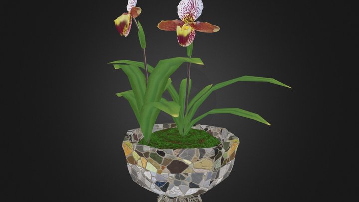 paphyiopedillum-insigne and pot 3D Model