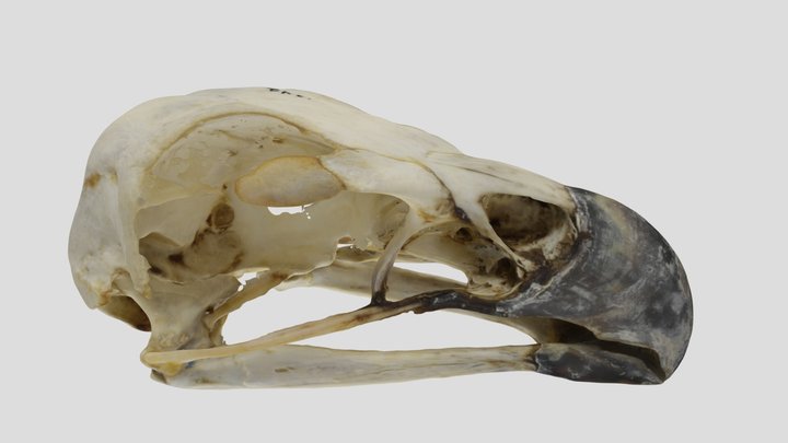 UWYMV:Bird:1342, Aquila chrysaetos, Skull – Modello 3D gratuito STL