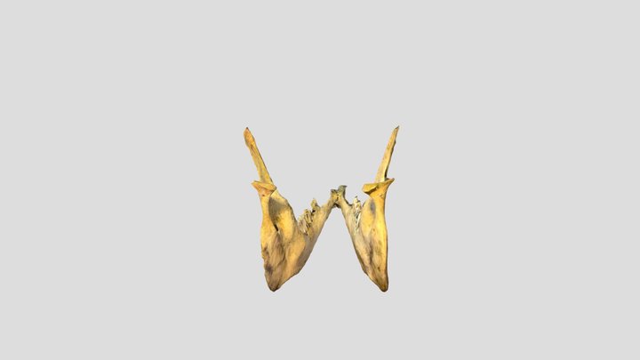 Red deer hind mandible 3D Model