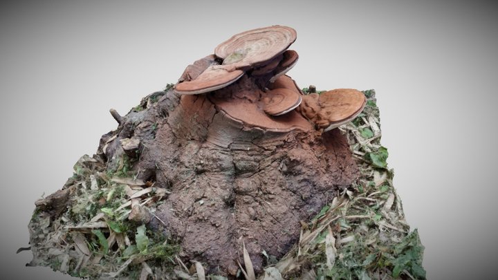 Mushrooms 3D Model