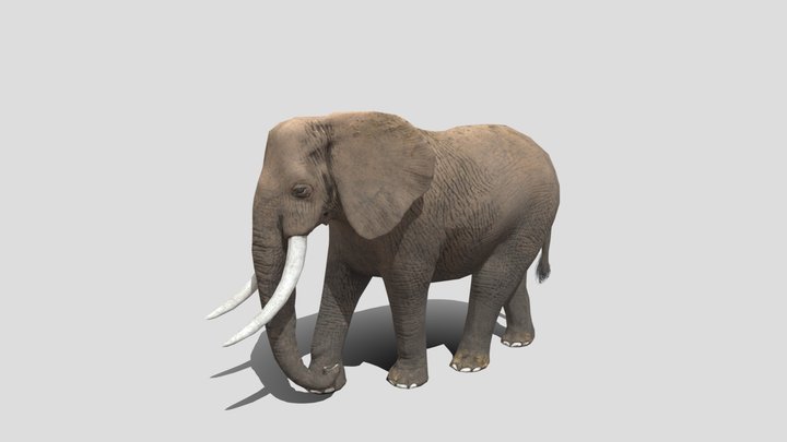 Savanna African Male Elephant 3D Model