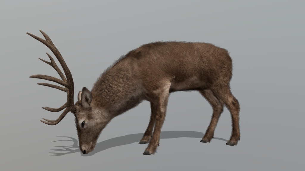 Deer – Realistic Animated 3D Model