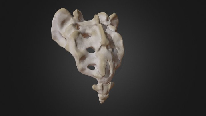 Sacrum 3D Model