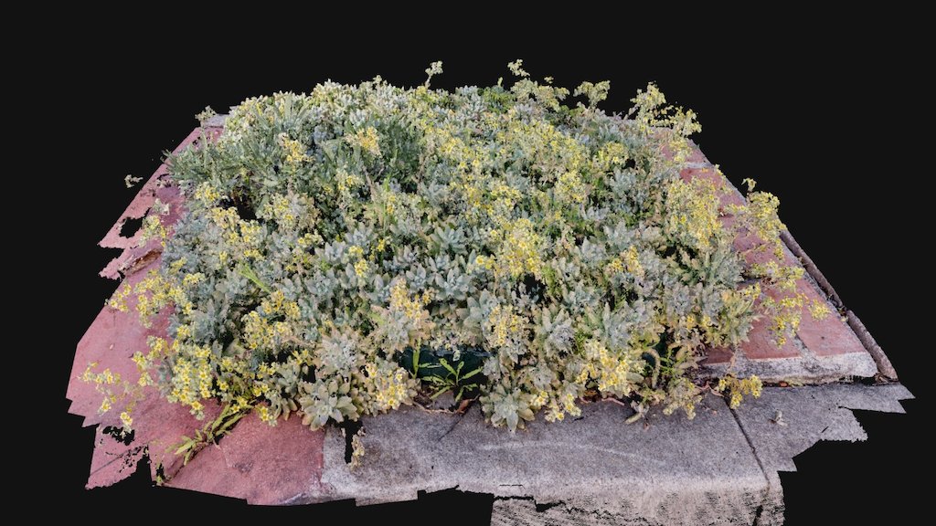 SUCCULENTSTREETGARDEN DENSE CLOUD