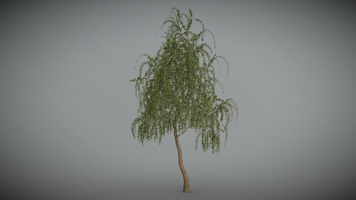 silver birch - 3D model by Jamlu69 [74450e8] - Sketchfab