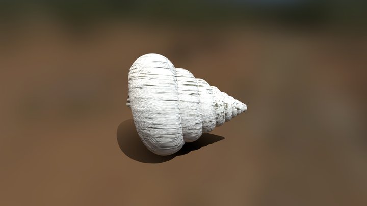 seashell 3D Model