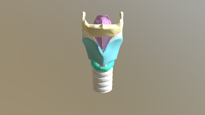 larynx 3D Model
