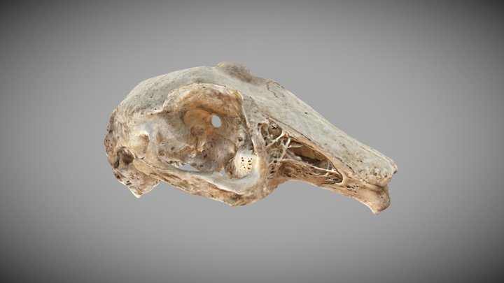 Rabbit Skull 3D Model