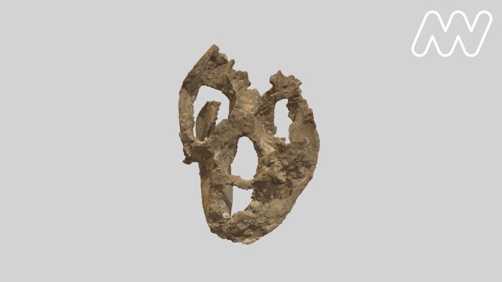 P28417 Procoptodon Skull 3D Model