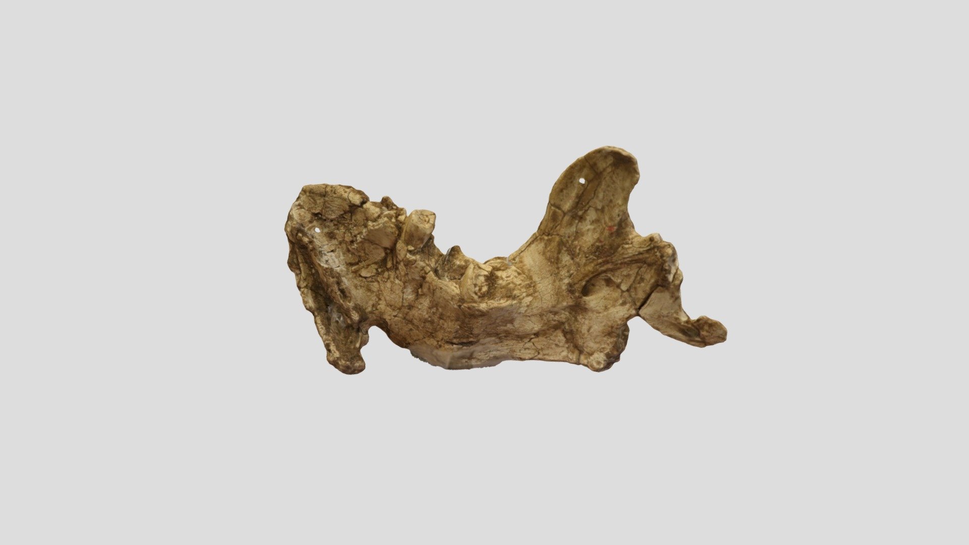 Megalonyx jeffersoni - OCPC 6636