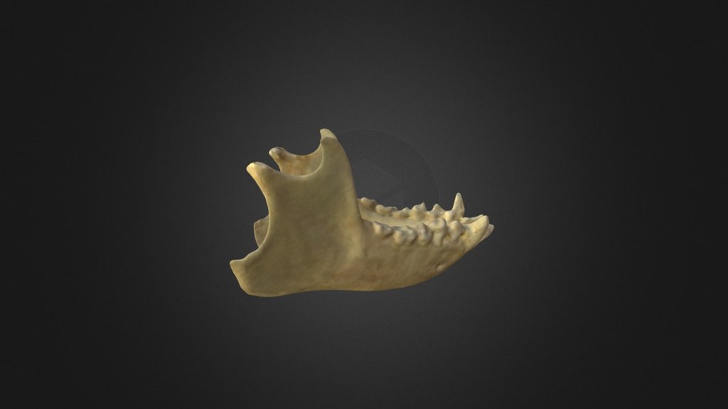 Leontopithecus rosalia, mandible