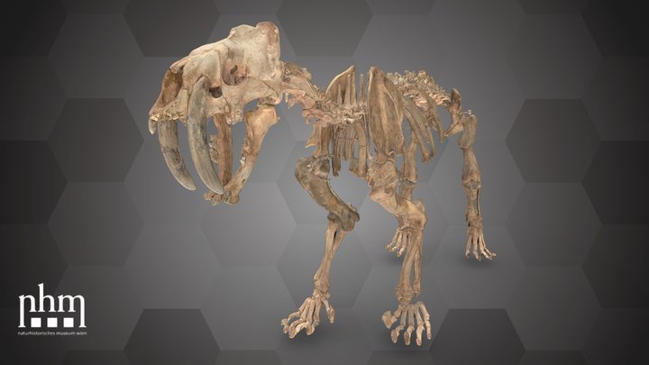 Saber-Toothed Cat (NHMW-GEO-1910/0102/0001) 3D Model