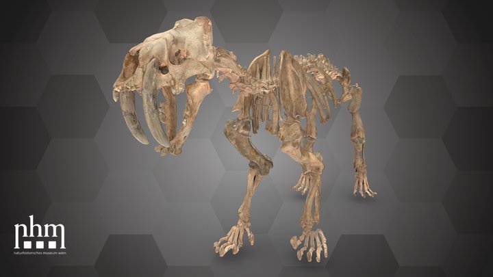 Saber-Toothed Cat (NHMW-Geo 2016/0066/0001) 3D Model