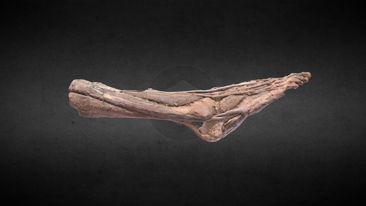 Músculos de la pierna y pie / Leg & foot muscles 3D Model