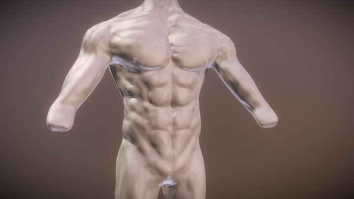 Man Torso 3D Model