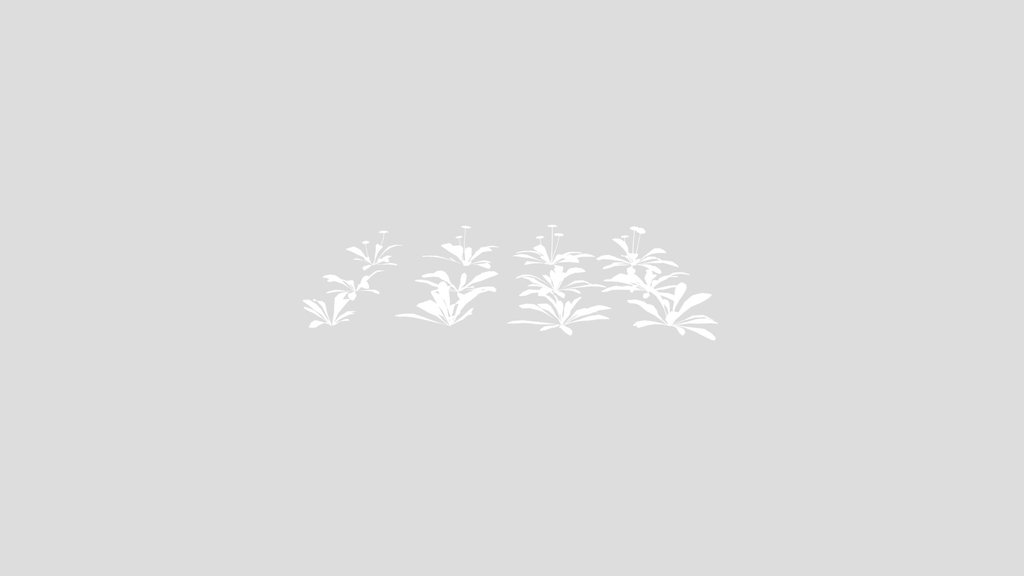 Dandelions