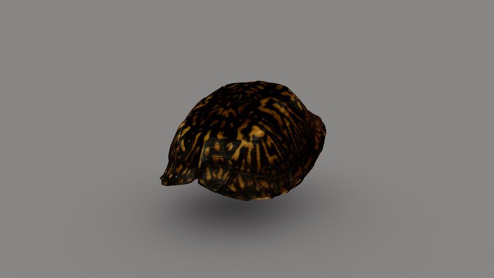 Eastern Box Turtle Carapace 3D Model