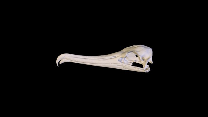 Frigatebird Skull 3D Model