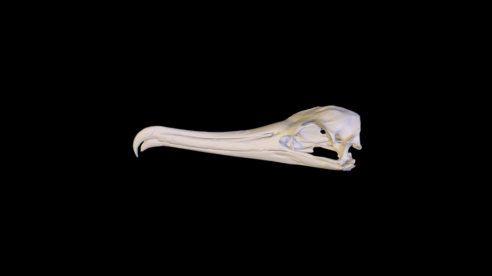 Frigatebird Skull