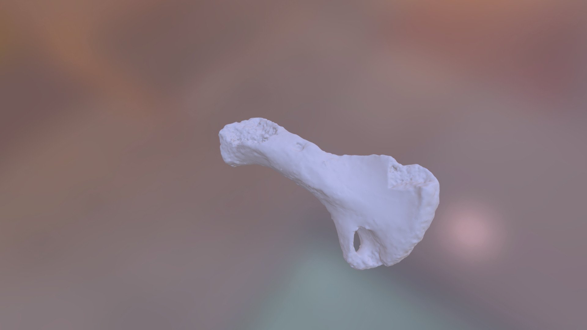 Jefferson's Ground sloth, Humerus - Download Free 3D model by Illinois
