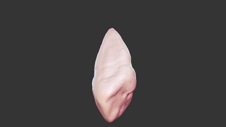#6 Anatomy 3D Model