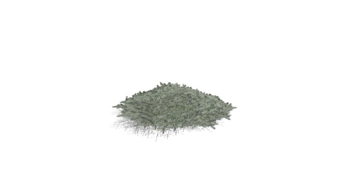 Realistic HD Blue Nest spruce (3/10) 3D Model