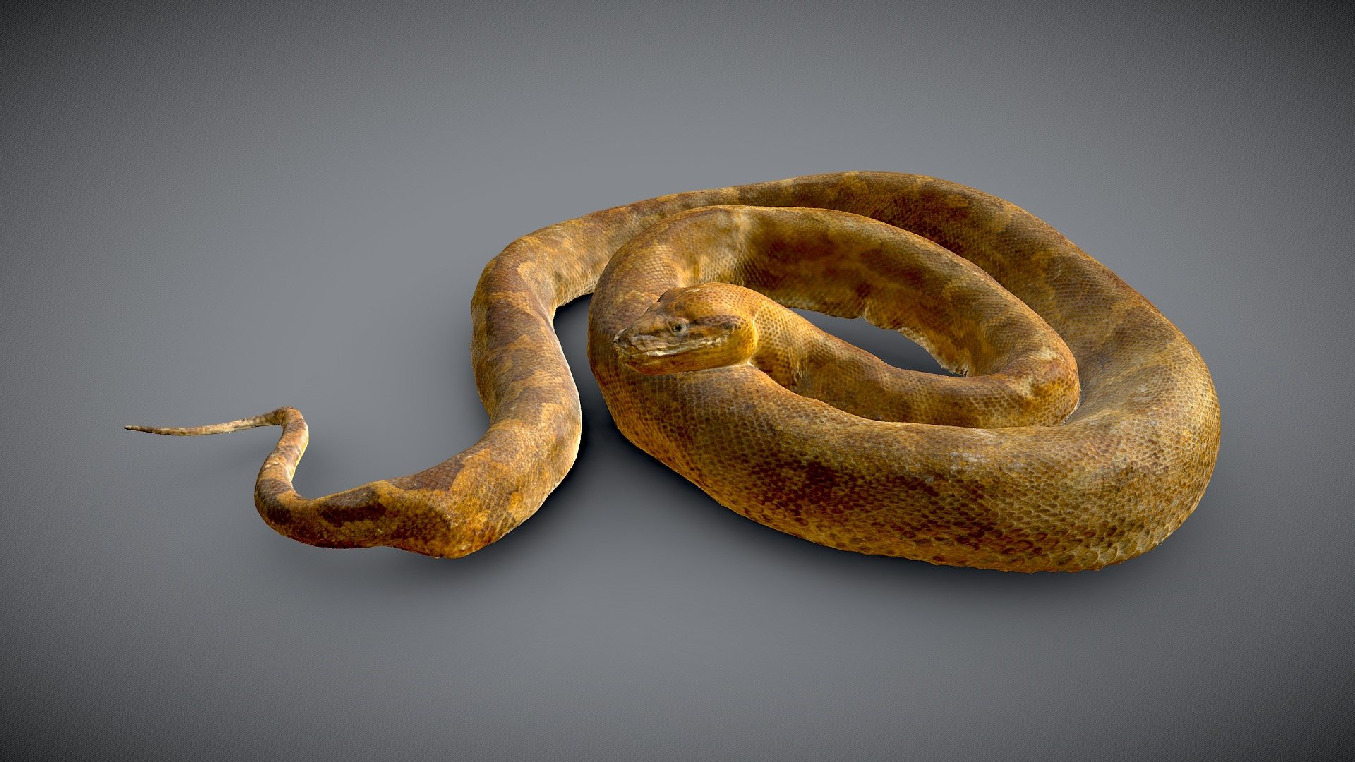 Python de Seba - Python sebae - Download Free 3D model by Alienor.org ...