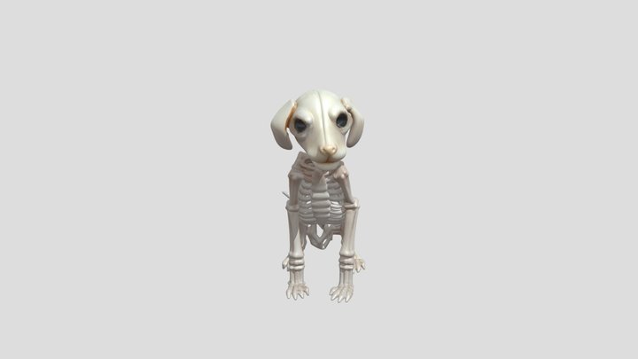 vertebrado_mamífero/perro 3D Model